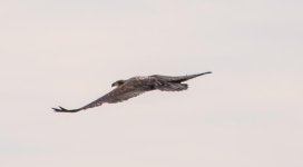 DSC_4593.jpg