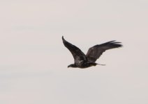 DSC_4594.jpg