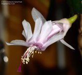 356 Christmas Cactus-131224_01.jpg