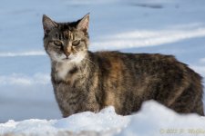 DSC_6343.jpg