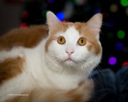 DSC_6868_9306.jpg