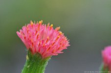 minflower.jpg