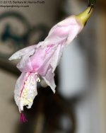 359 Christmas Cactus-131227_01.jpg