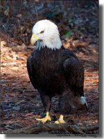 American Bald Eagle 5.jpg
