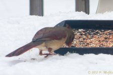 DSC_6398.jpg