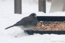 DSC_6404.jpg