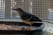 DSC_6419.jpg