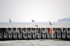 DSC_1176.jpg
