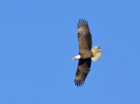 BaldEagle_20131228_644.jpg