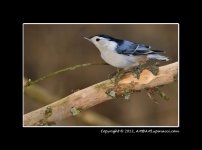 NutHatch.jpg
