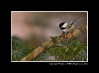 Black-Capped-Chickadee.jpg