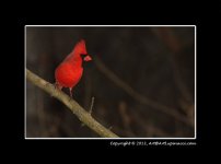 Cardinal.jpg