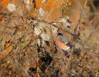 DSC_6501.jpg