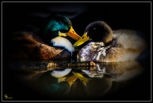 Day364Duck.jpg