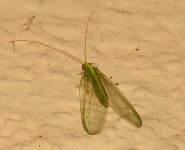 Bug29Dec2013_1.jpg