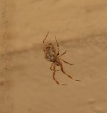 Bug29Dec2013_5.jpg