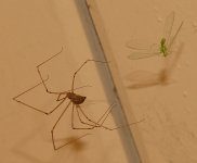 Bug29Dec2013_6.jpg