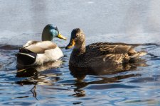 DSC_6463.jpg