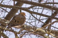 DSC_6467.jpg