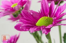 DSC_0676-Edit.jpg