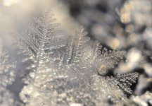 Frost crystals.jpg