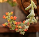 Echeveria31Dec2013.jpg