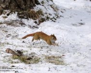 365 Red Squirrel - 131231_01.jpg