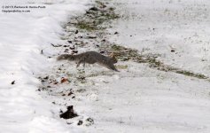 365 Grey Squirrel-131231-01_01.jpg