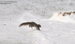 365 Grey Squirrel-131231-02_01.jpg