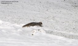 365 Grey Squirrel-131231-03_01.jpg