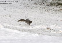365 Grey Squirrel-131231-04_01.jpg