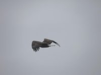 DSCN9829.jpg