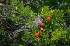 DSC_4064.jpg