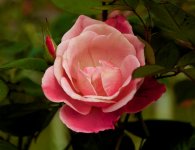 _AAA1626 - Version 2 (1).jpg