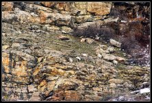 Day366MountainGoats1.jpg