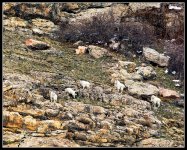 Day366MountainGoats2.jpg