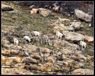 Day366MountainGoats3.jpg
