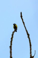 Bird in tree.jpg