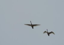 DSCN9862.jpg