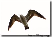 Gull 4.jpg