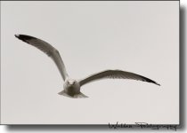 Gull 3.jpg