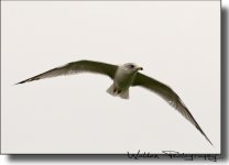 Sea Gull 3.jpg