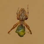Spider01Jan2014_2.jpg