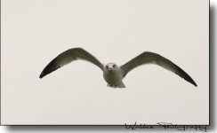 Sea Gull 5.jpg