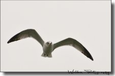 Sea Gull 4.jpg