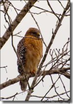 Hawk 2.jpg