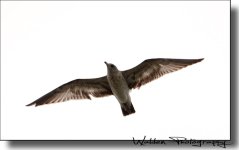 Gull 7.jpg