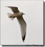 Gull 2.jpg