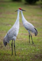 Sandhill Cranes-1.jpg