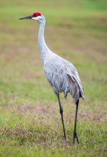 Sandhill Cranes-2.jpg